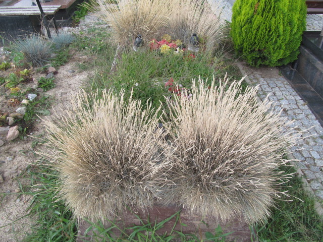  NN Świdnica - Grobonet - Wyszukiwarka osób pochowanych